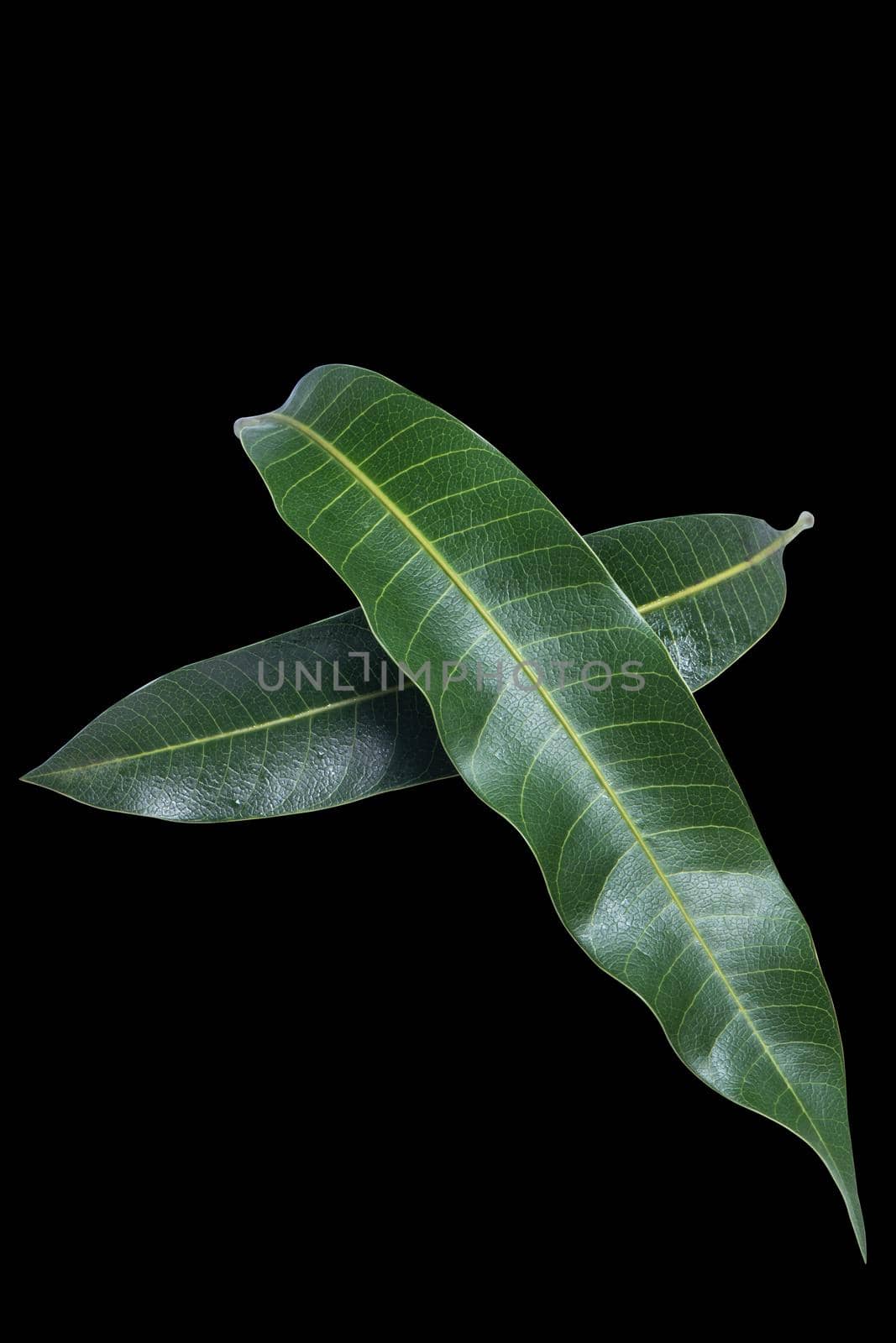 Green fresh mango leaves isolated on black background, beautiful vein texture in detail. Clipping path, cut out, close up, macro. Tropical concept. by ROMIXIMAGE