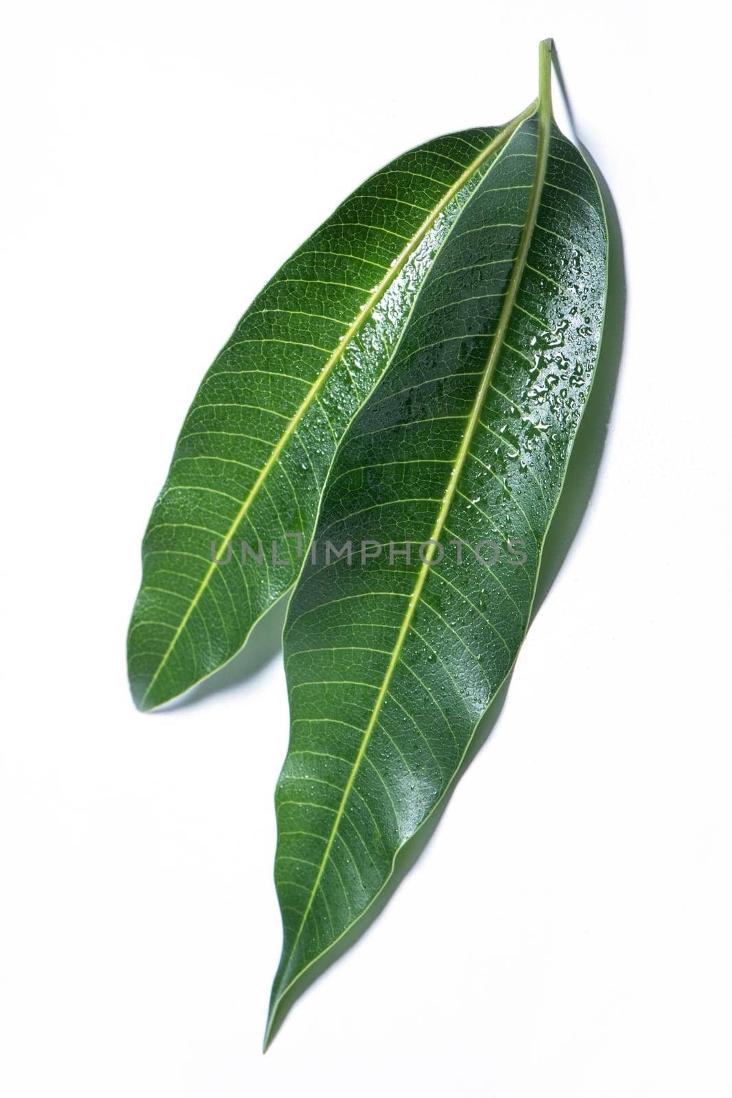 Beautiful green mango leaves isolated on white background with water drops in detail. Clipping path, cut out, close up, macro. Tropical concept. by ROMIXIMAGE