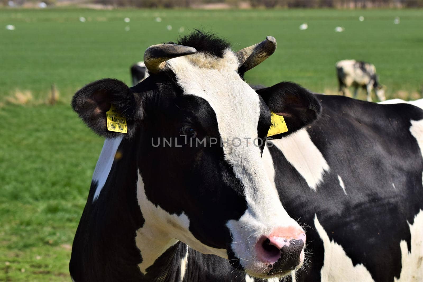 Black and white spotted cow on the meadow as a close up