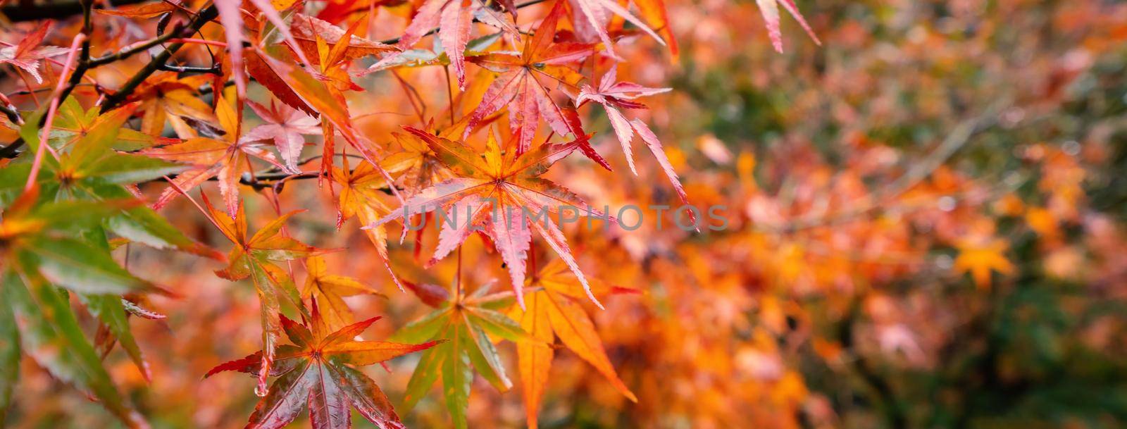 Beautiful maple leaves in autumn sunny day in foreground and blurry background in Kyushu, Japan. No people, close up, copy space, macro shot. by ROMIXIMAGE