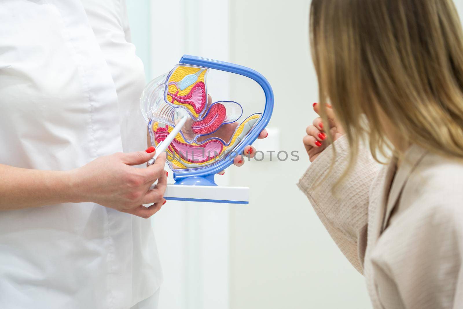 Doctor consulting patient using uterus anatomy model by Mariakray