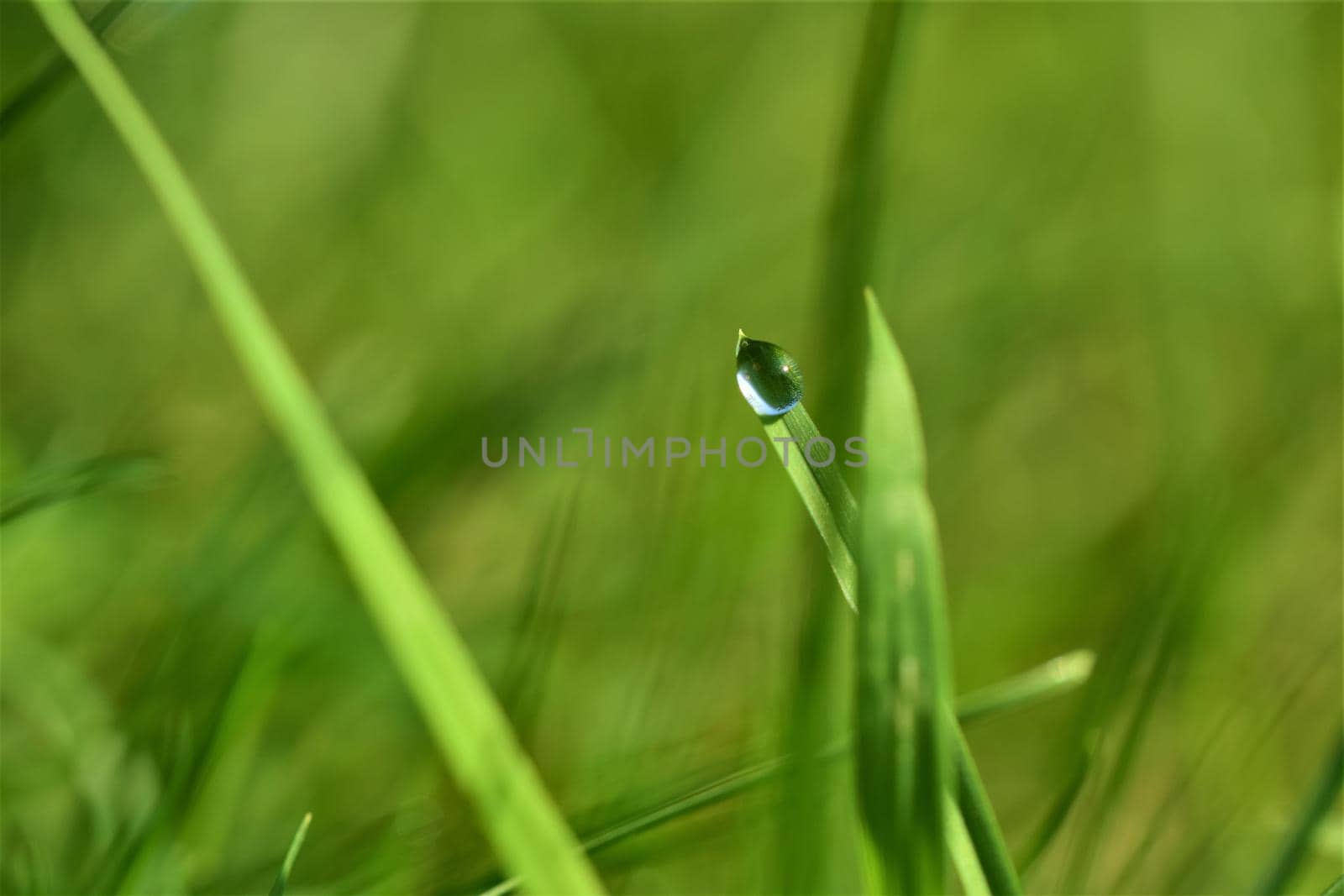 Dew drop on blade of grass against a green blurred background by Luise123