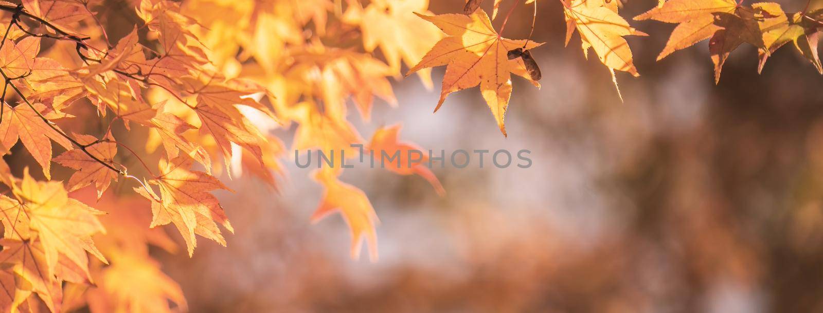 Beautiful maple leaves in autumn sunny day in foreground and blurry background in Kyushu, Japan. No people, close up, copy space, macro shot.