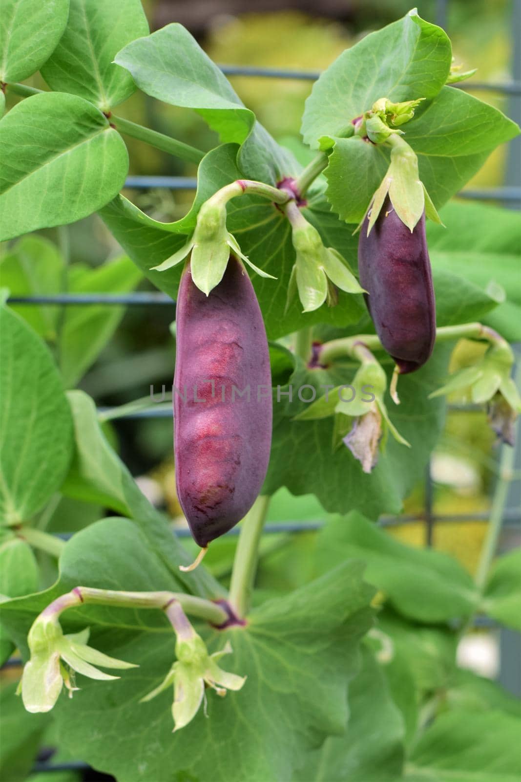 Purple peas growing on a bush in the garden by Luise123