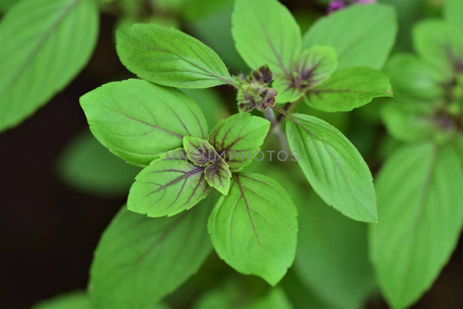Close-up of shrub basil against a blurred background