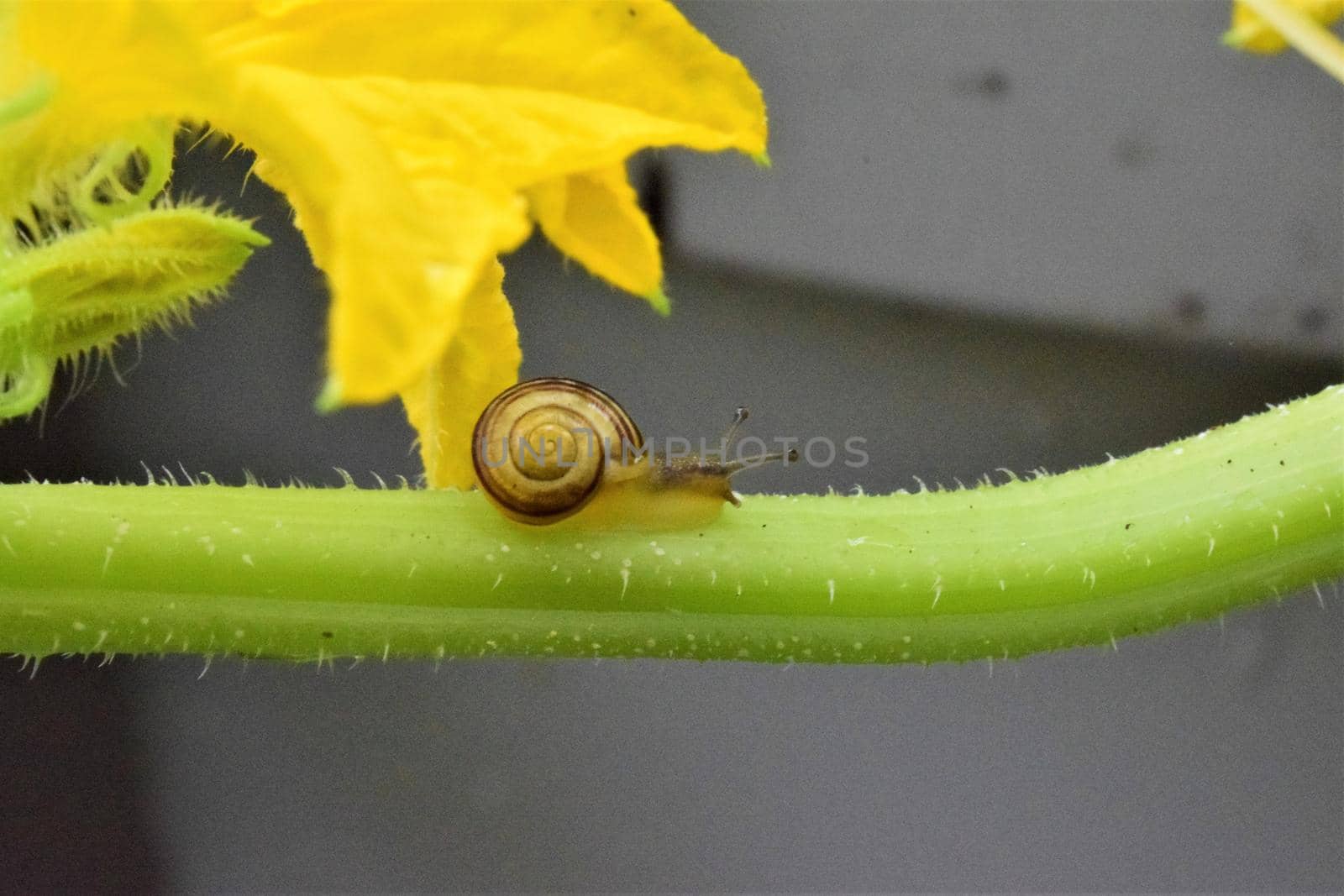Little housing screw on a cucumber plant as a close up