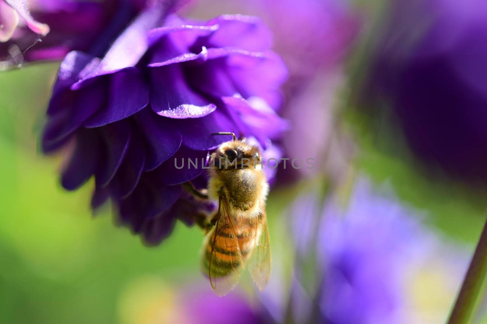 Close up of a honey bee on a purple flower by Luise123