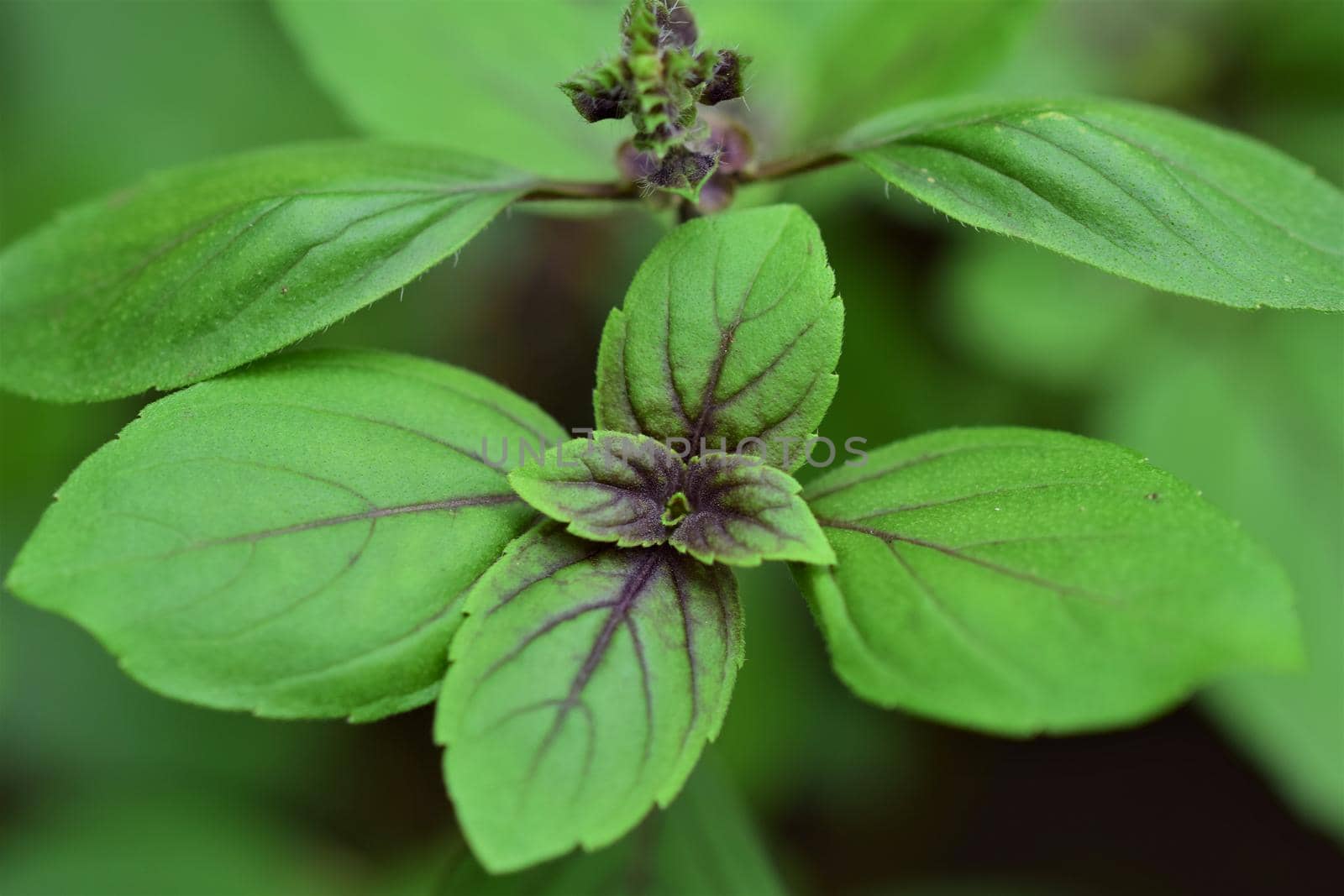 Close up of shrub basil against a blurred background by Luise123