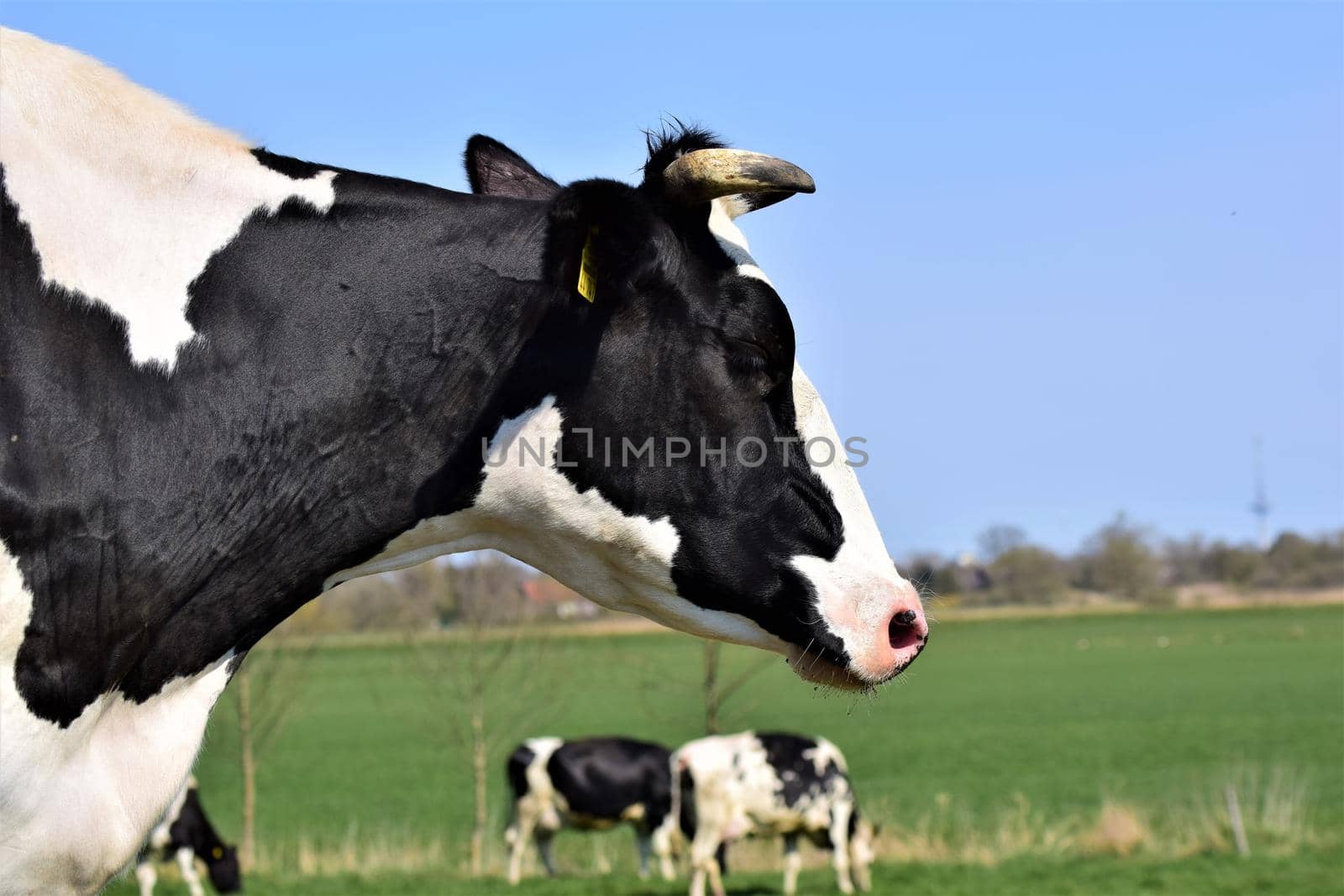 Portrait of the head of a black and white cow on the meadow by Luise123