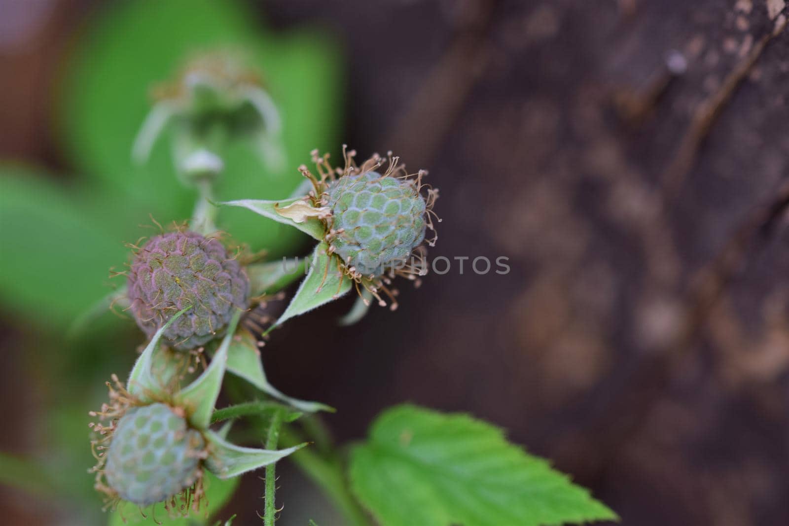 Unripe green raspberry as a close up against a red background by Luise123