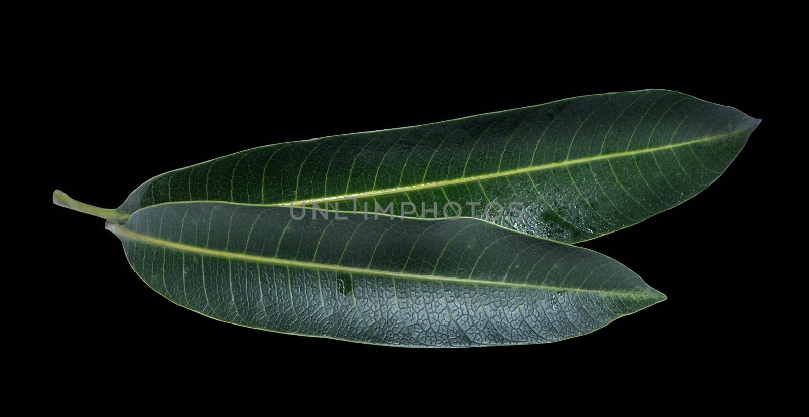 Green fresh mango leaves isolated on black background, beautiful vein texture in detail. Clipping path, cut out, close up, macro. Tropical concept.