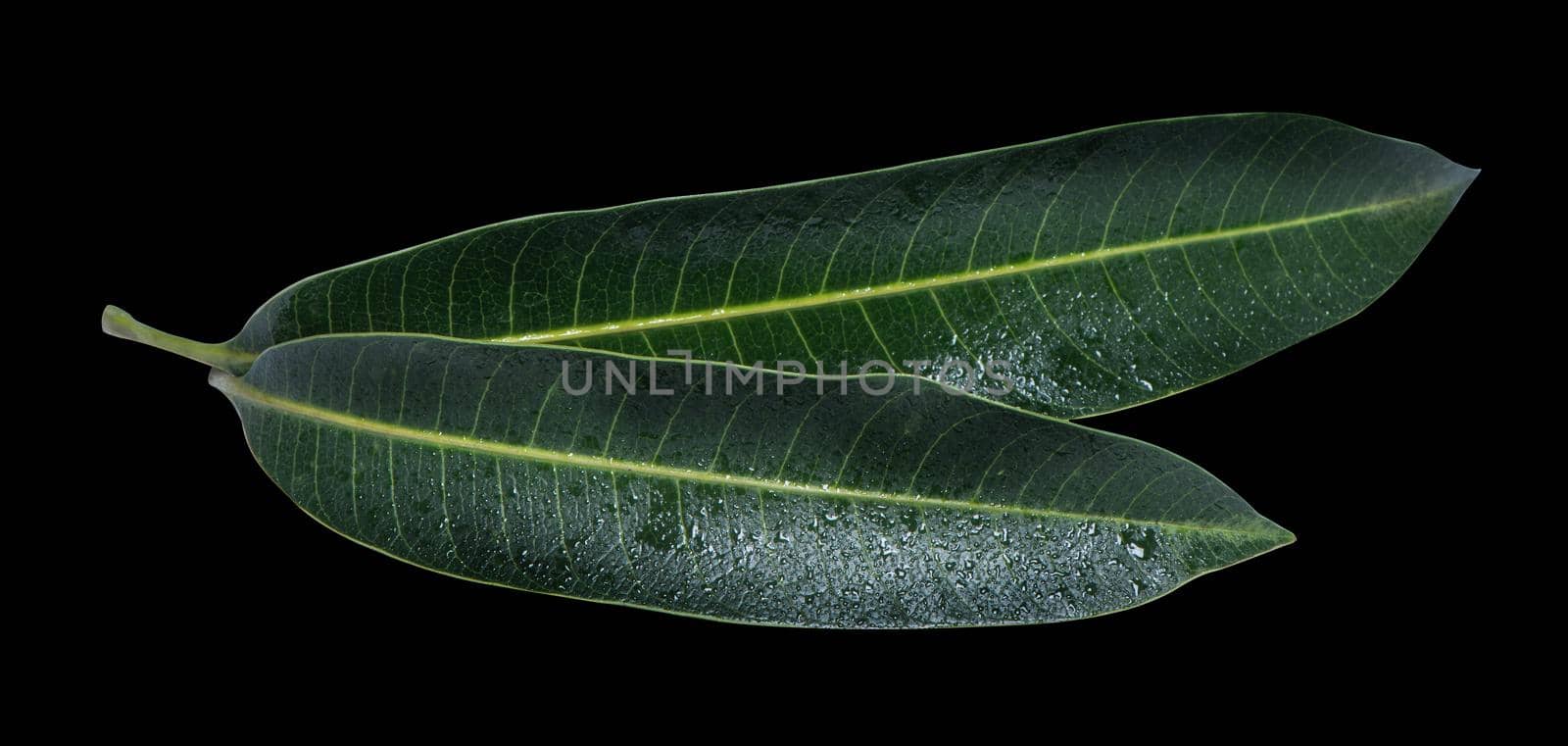 Beautiful green mango leaves isolated on black background with water drops in detail. Clipping path, cut out, close up, macro. Tropical concept.