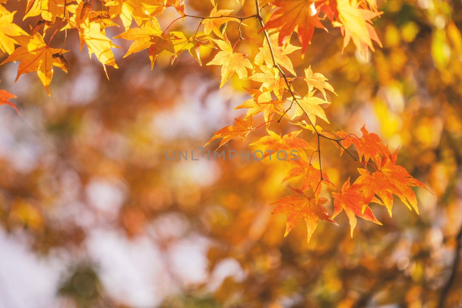 Beautiful maple leaves in autumn sunny day in foreground and blurry background in Kyushu, Japan. No people, close up, copy space, macro shot.