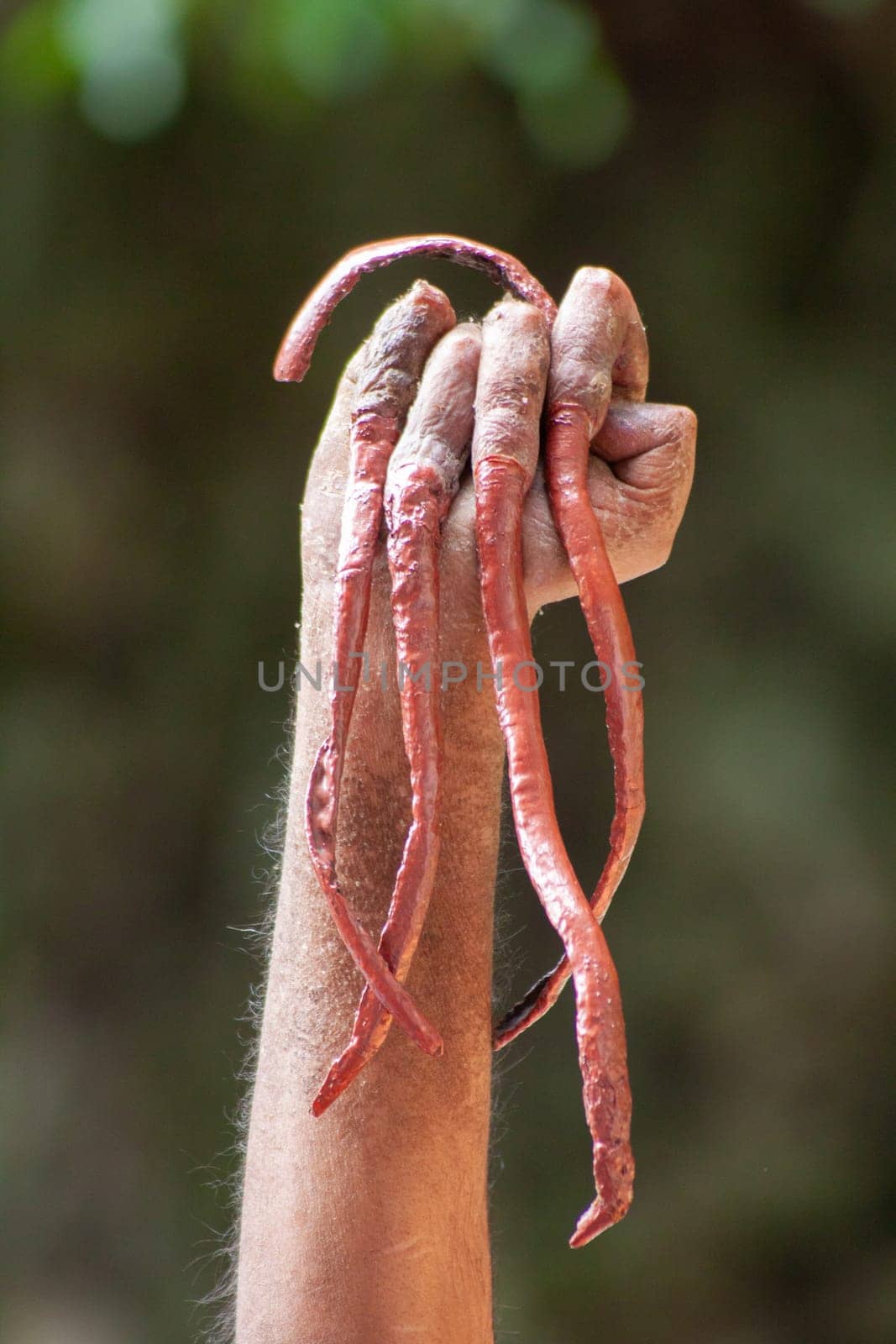 Indian hindu guru growing nail for his whole life, showing his hands to the gods. by kasto