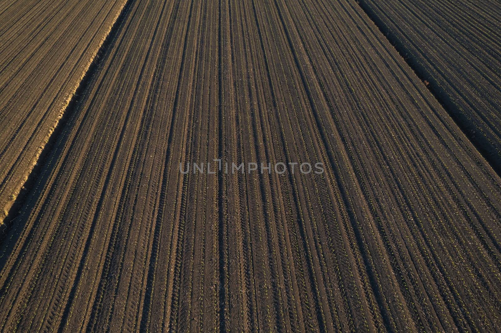 aerial view of young corn crops grwing under the sun in dry soil at sunset drone shot