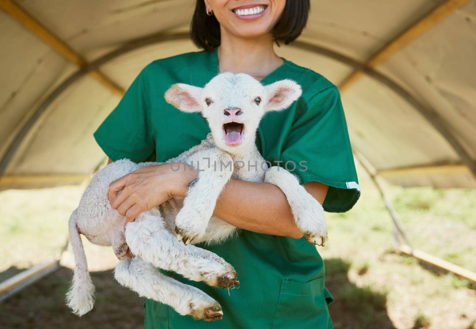 Lamb, baby animal and vet woman at a farm or zoo for health and wellness of farming animals with care and medical help. Veterinary, nurse or doctor in countryside for healthcare of sheep outdoor by YuriArcurs