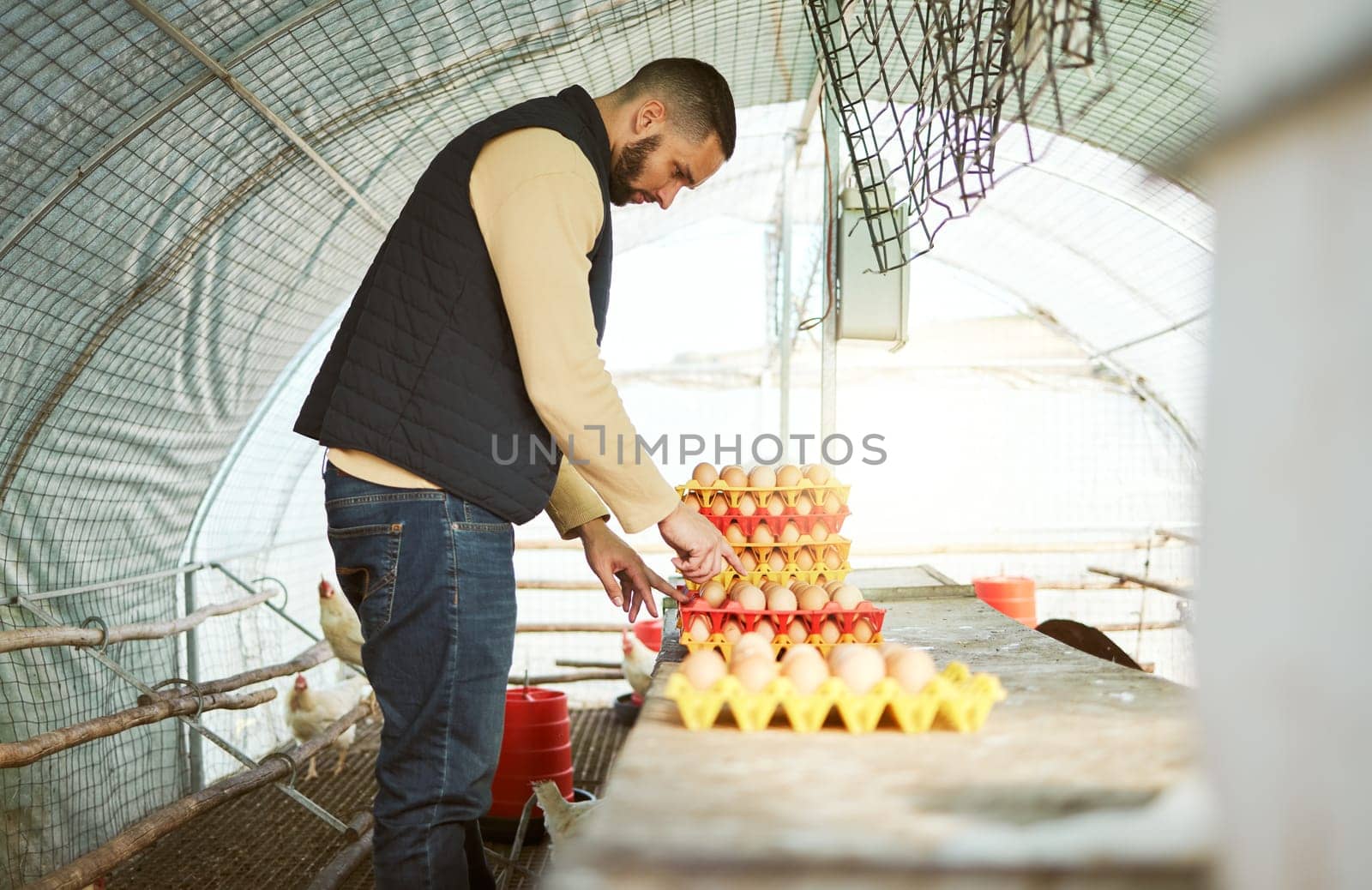 Chicken farmer, eggs and man on farm in barn checking egg quality assessment, tray organization and collection. Harvest, agriculture and poultry farming small business owner working in chicken coop
