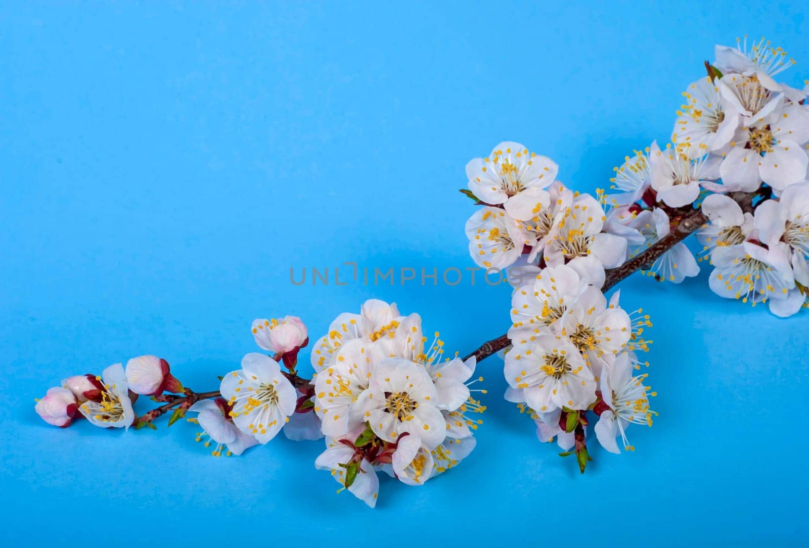 branch of tree blossoming by pink isolated on white background. Pink delicate flowers of cherry, sakura spring state