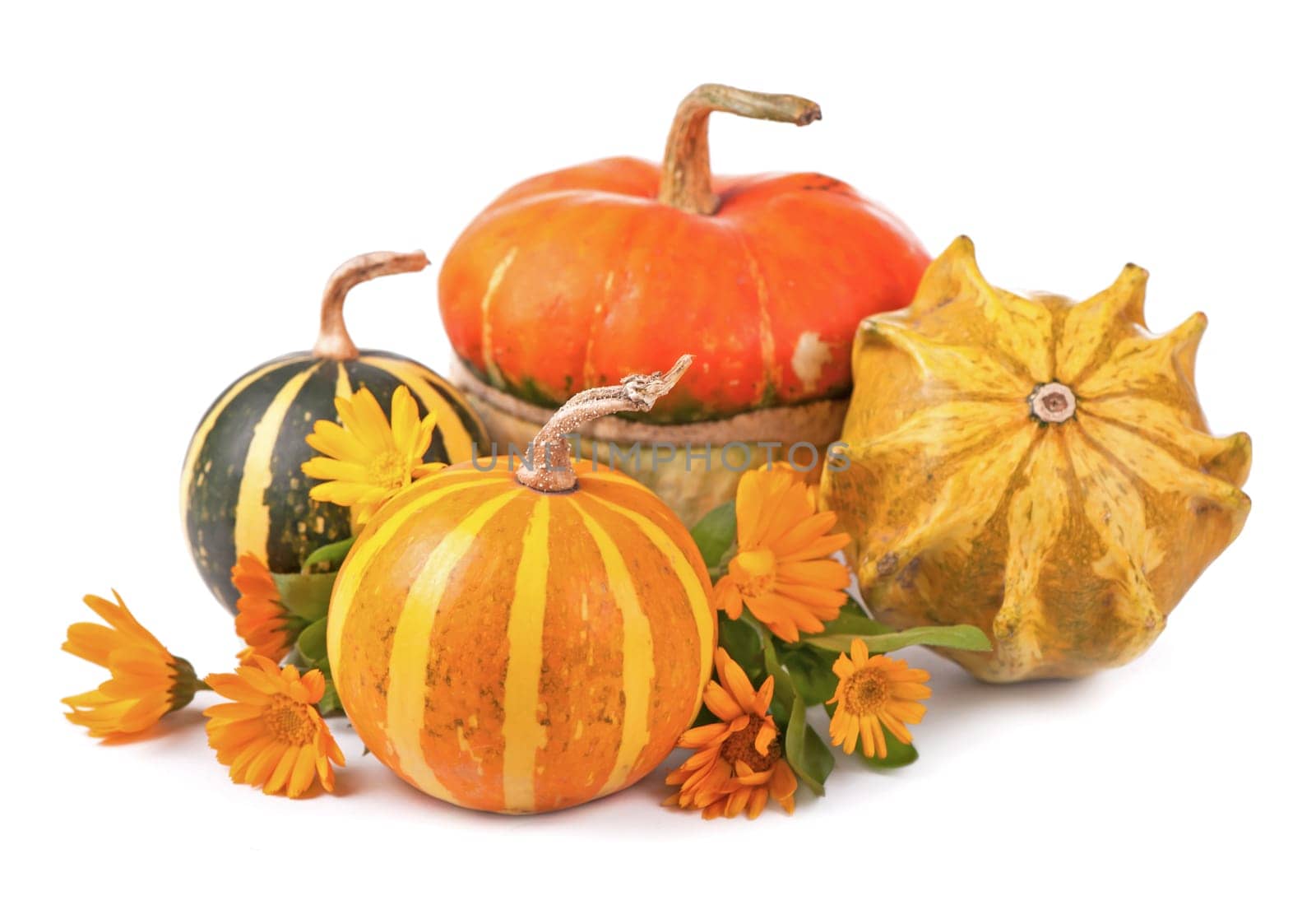 pumpkins and a calendula flower on a white background