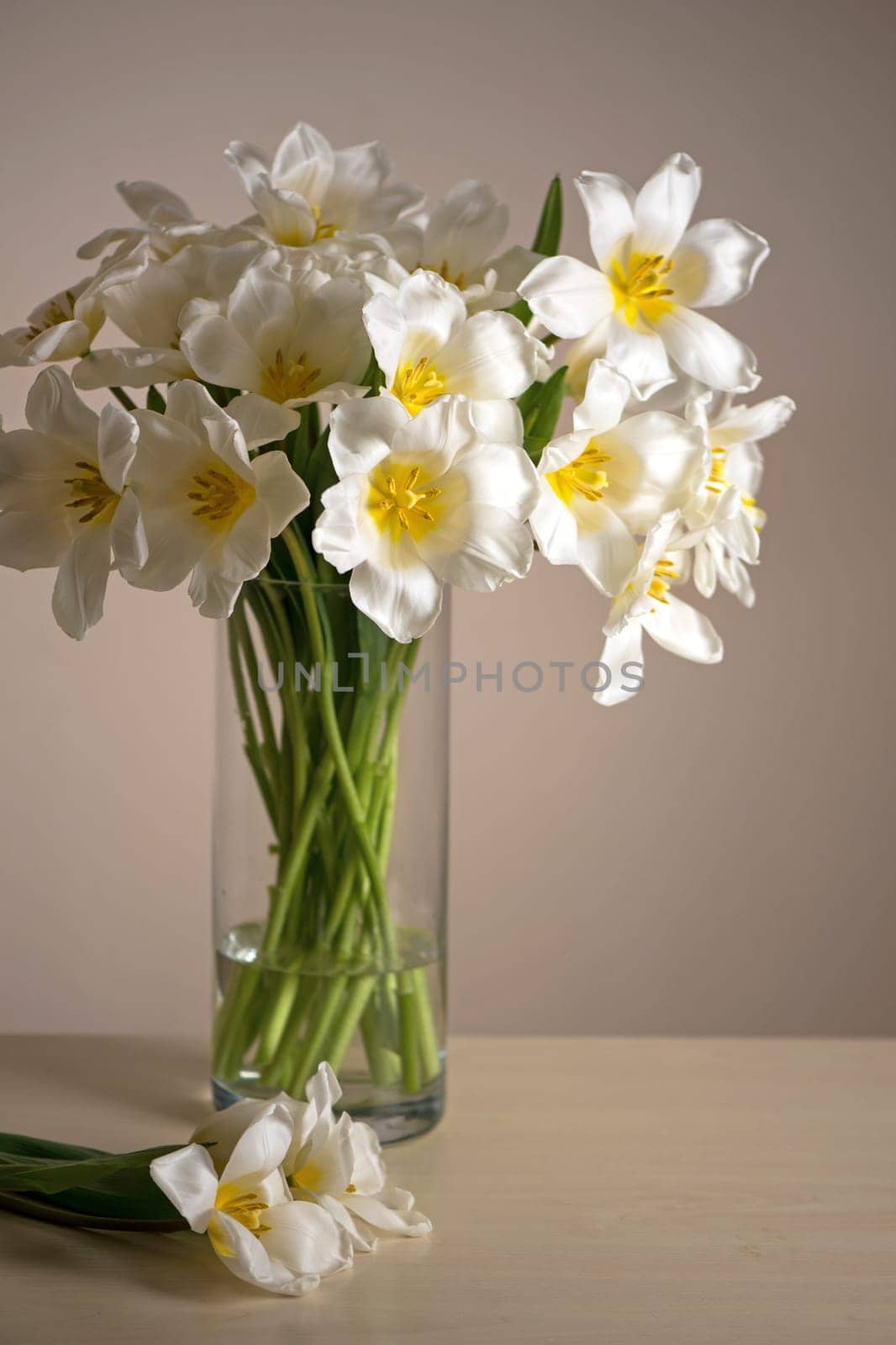 Bouquet of fresh white flowers in glass vase with green isolated flower. White spring tulips in a vase on a white wooden table. by aprilphoto