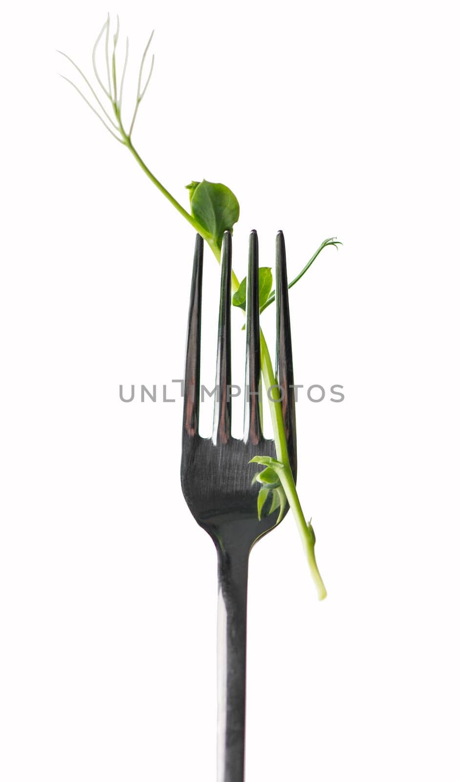 green pea sprout on fork isolated on white background. Vegetarianism, healthy eating, growing microgreens by aprilphoto
