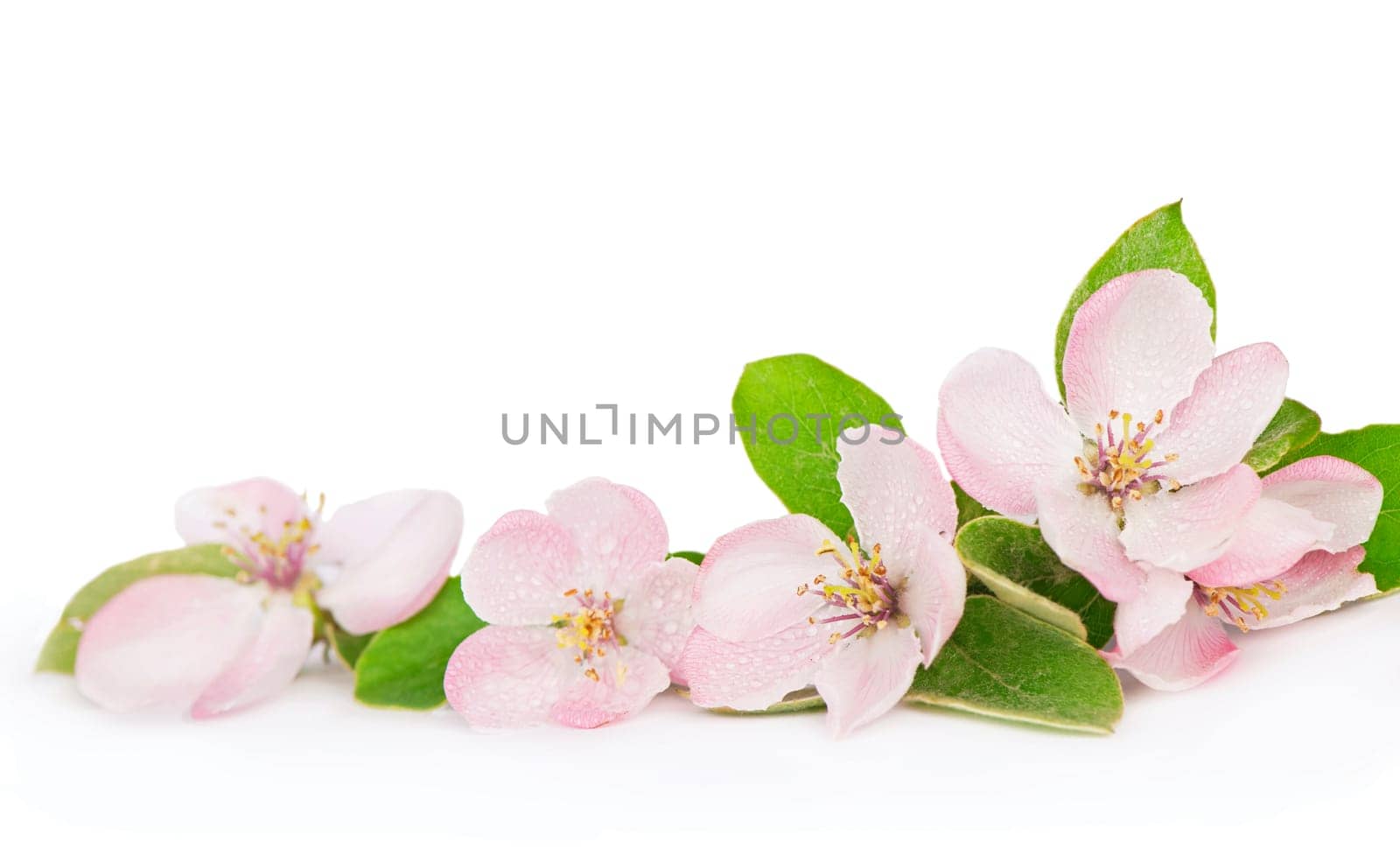 apple tree blossoms with green leaves isolated on white background by aprilphoto