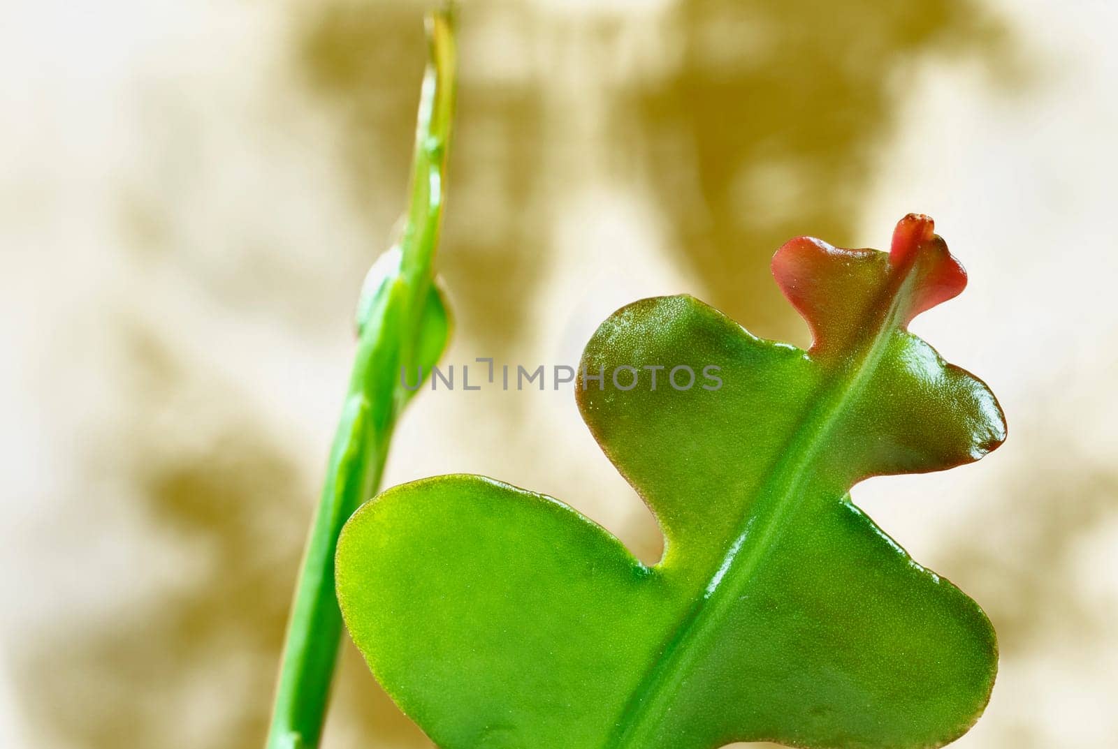 Detail of green leaf of epiphyllum cactus , common name climbing cacti ,orchid cacti or leaf cacti