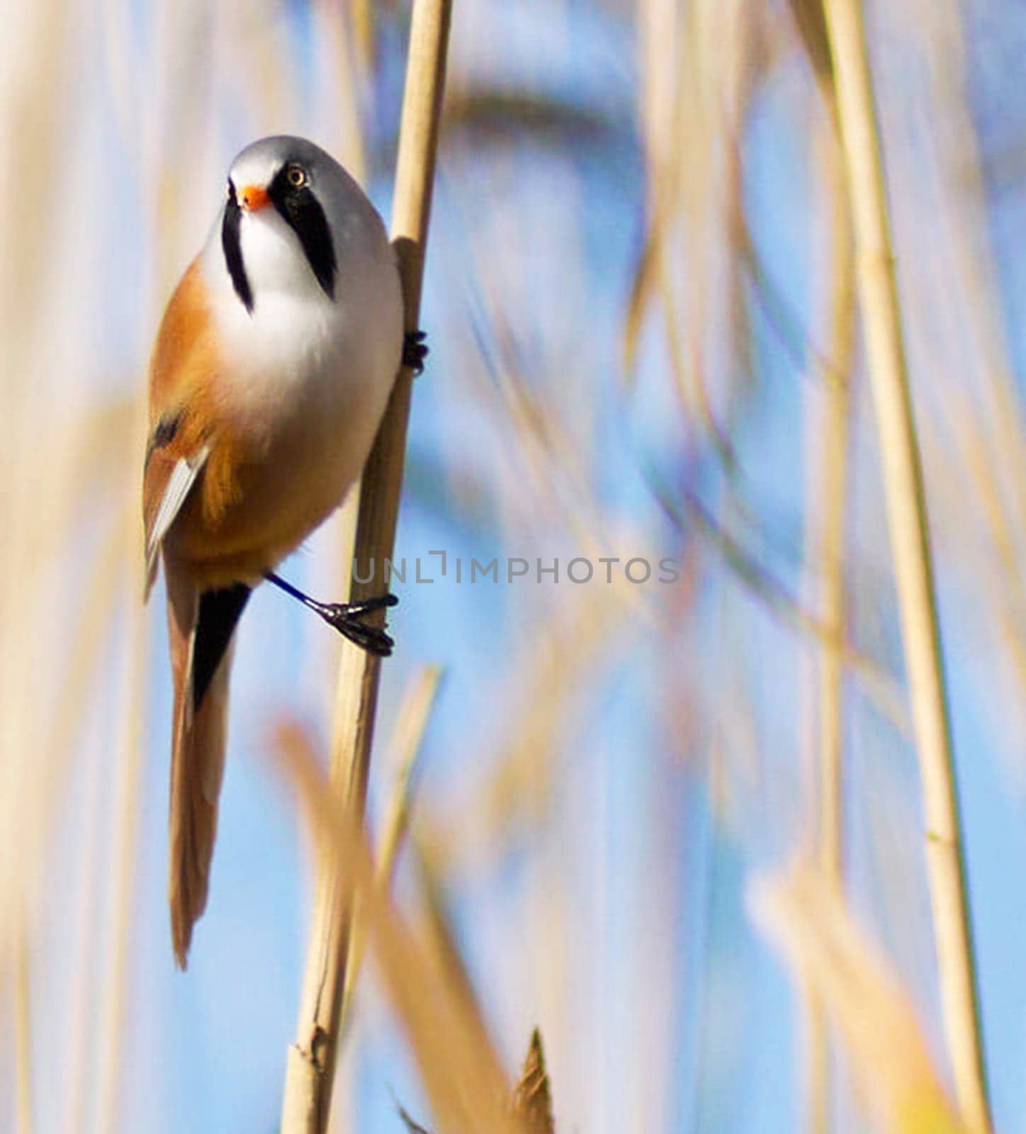 Beautiful Greece wildlife  Pictures