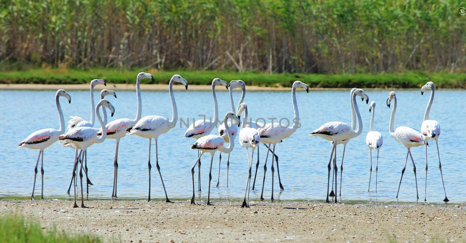 Beautiful Greece wildlife  Pictures by TravelSync27