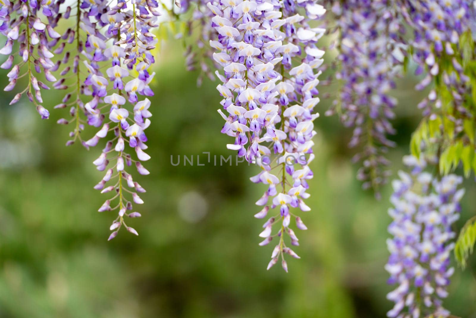 Blooming Wisteria Sinensis with classic purple flowers in full bloom in hanging racemes against a green background. Garden with wisteria in spring