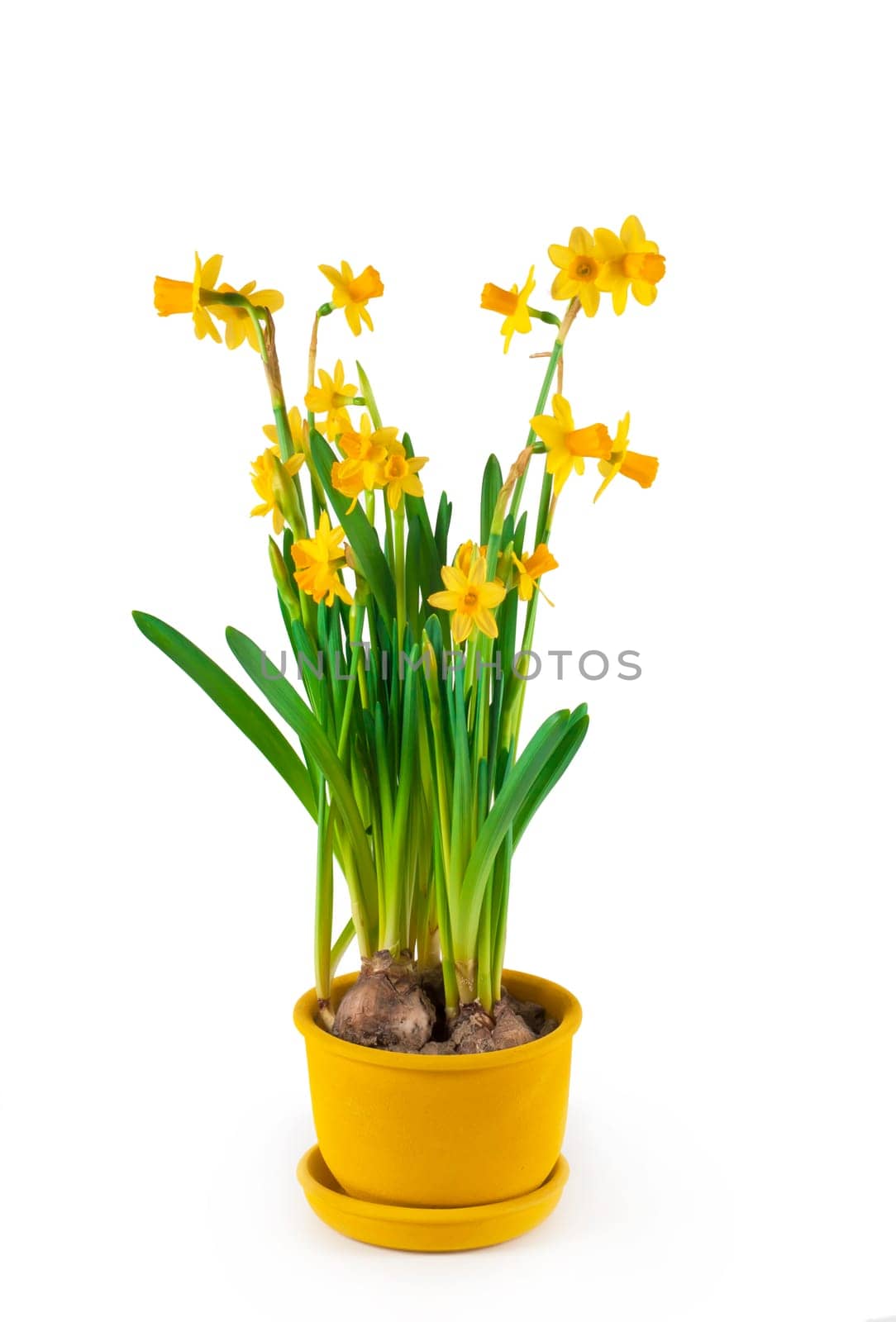 Potted blooming yellow daffodil spring flowers isolated on white background by aprilphoto