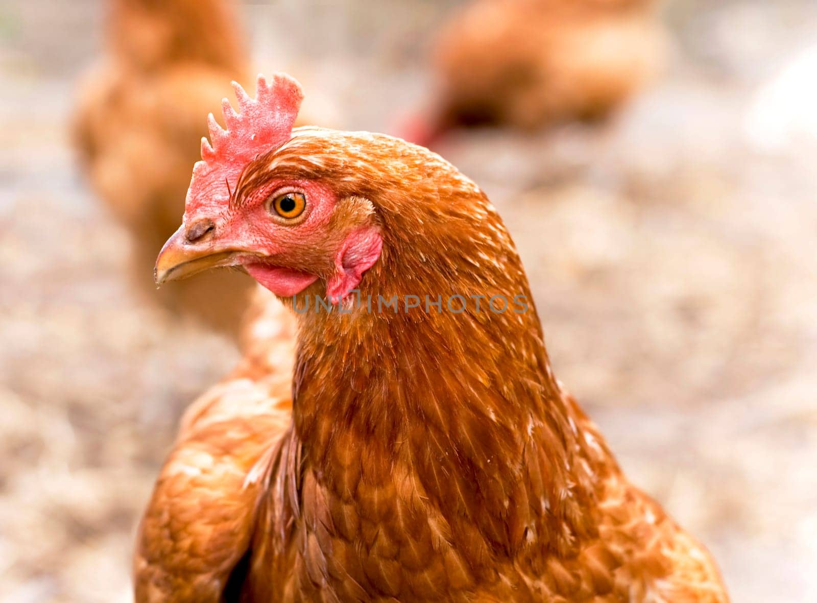 A red laying hen lives on an organic farm. Raising poultry for meat and eggs by aprilphoto