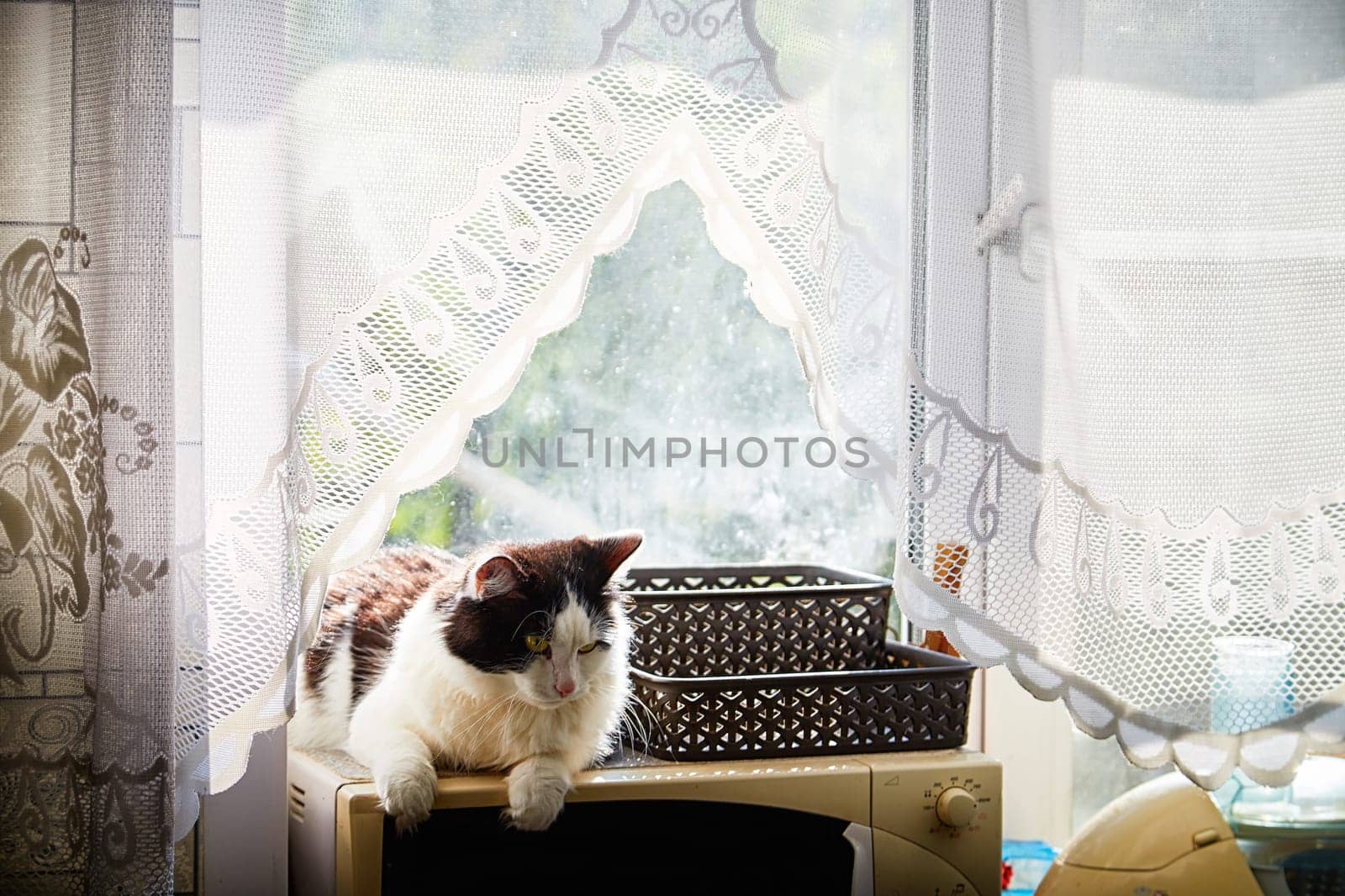A black and white cat lies on the windowsill in cardboard box and the light from the window