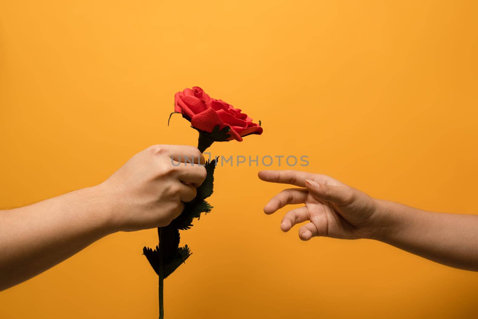 Man offering a beautiful rose to woman hand isolated over yellow background. Concept of love, gift giving, Happy Valentine's.