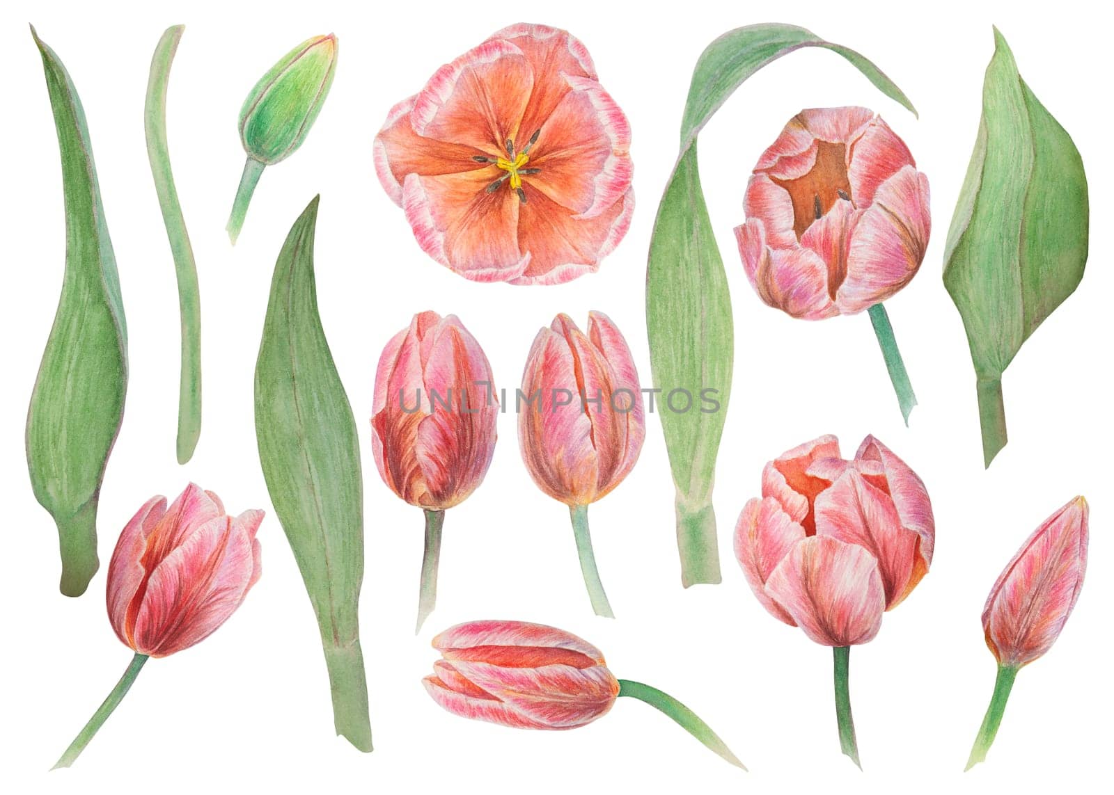 Set of pink tulips elements painted in watercolor, realistic botanical hand drawn illustration isolated on white background for design, wedding print products, paper, invitations, cards, fabric by florainlove_art