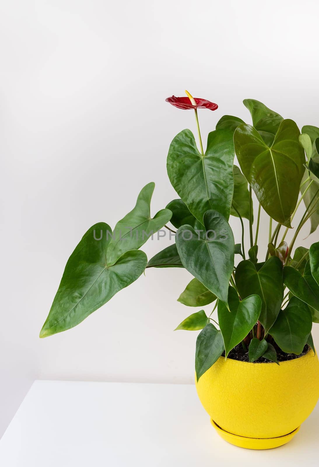 Red anthurium with many large green leaves in a beautiful ceramic bright yellow pot stands at home on a white table. Caring for house plants