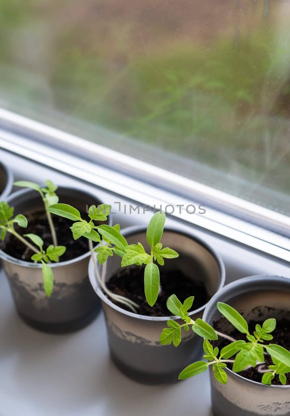 Growing vegetables on the windowsill in the house, young tomatoes in plastic cups on the window. Healthy seedlings, hobby gardening. Vertical photo. by sfinks