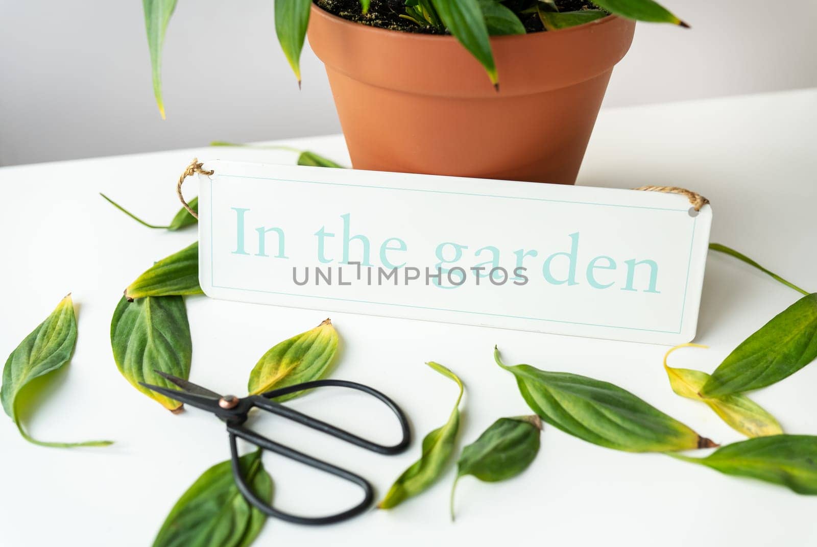 Caring for indoor plants, pruning yellow and dry spathiphyllum leaves. Flower pot with potted spathiphyllum on the table along with black scissors and a sign in the garden