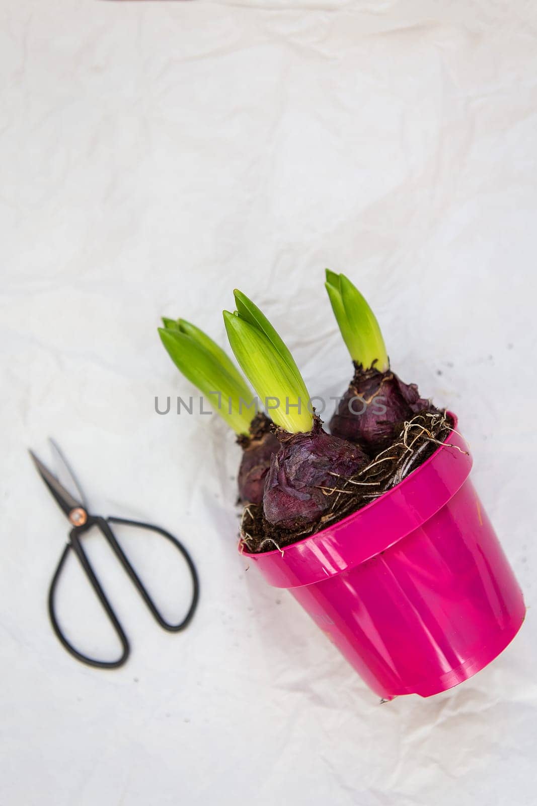 Hyacinth flower in a pink pot together with scissors on a white background. Gardening in the spring, planting hyacinth
