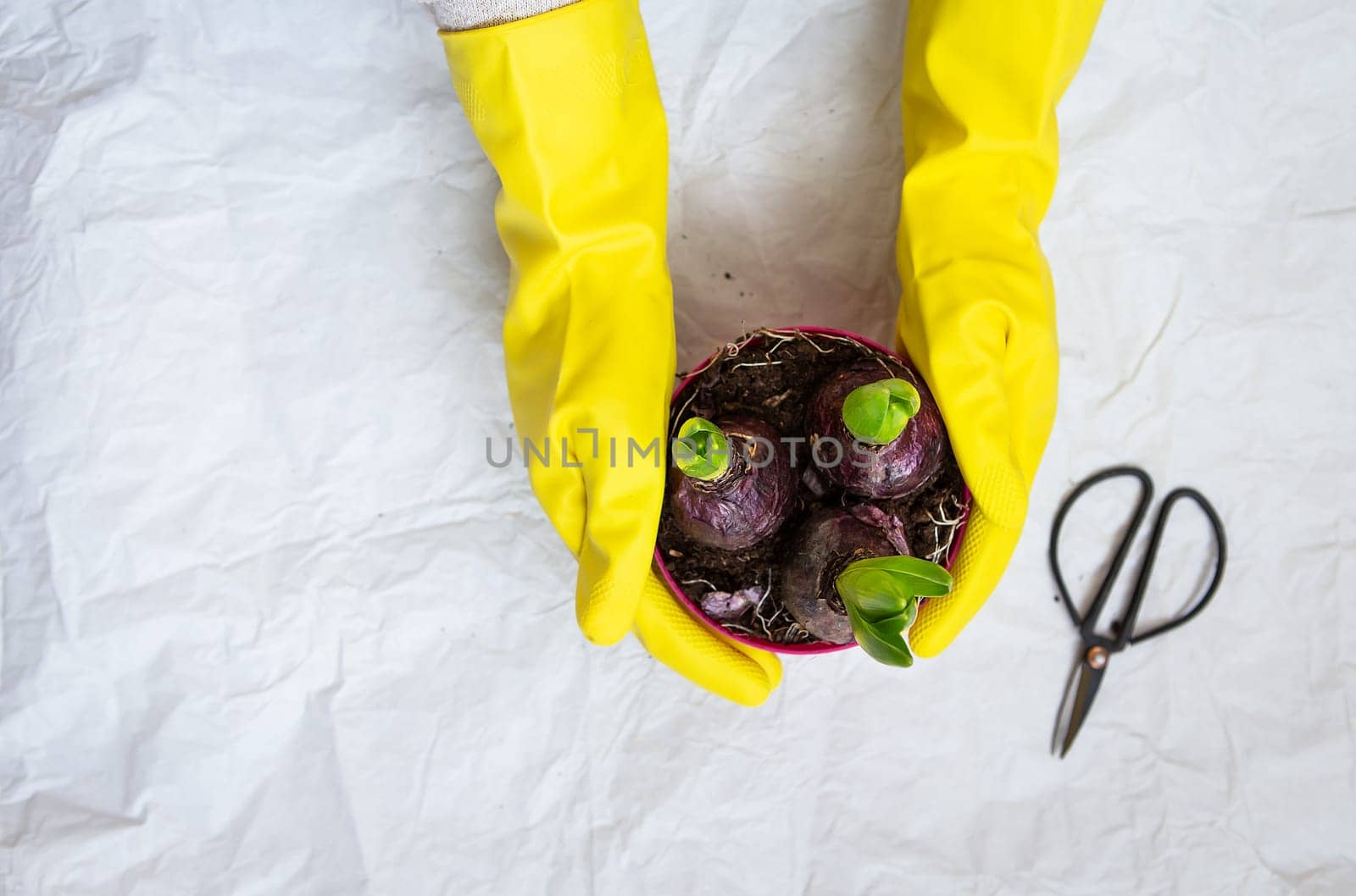 Hand transplant of woman in yellow gloves, planting hyacinth bulbs with garden tools close up