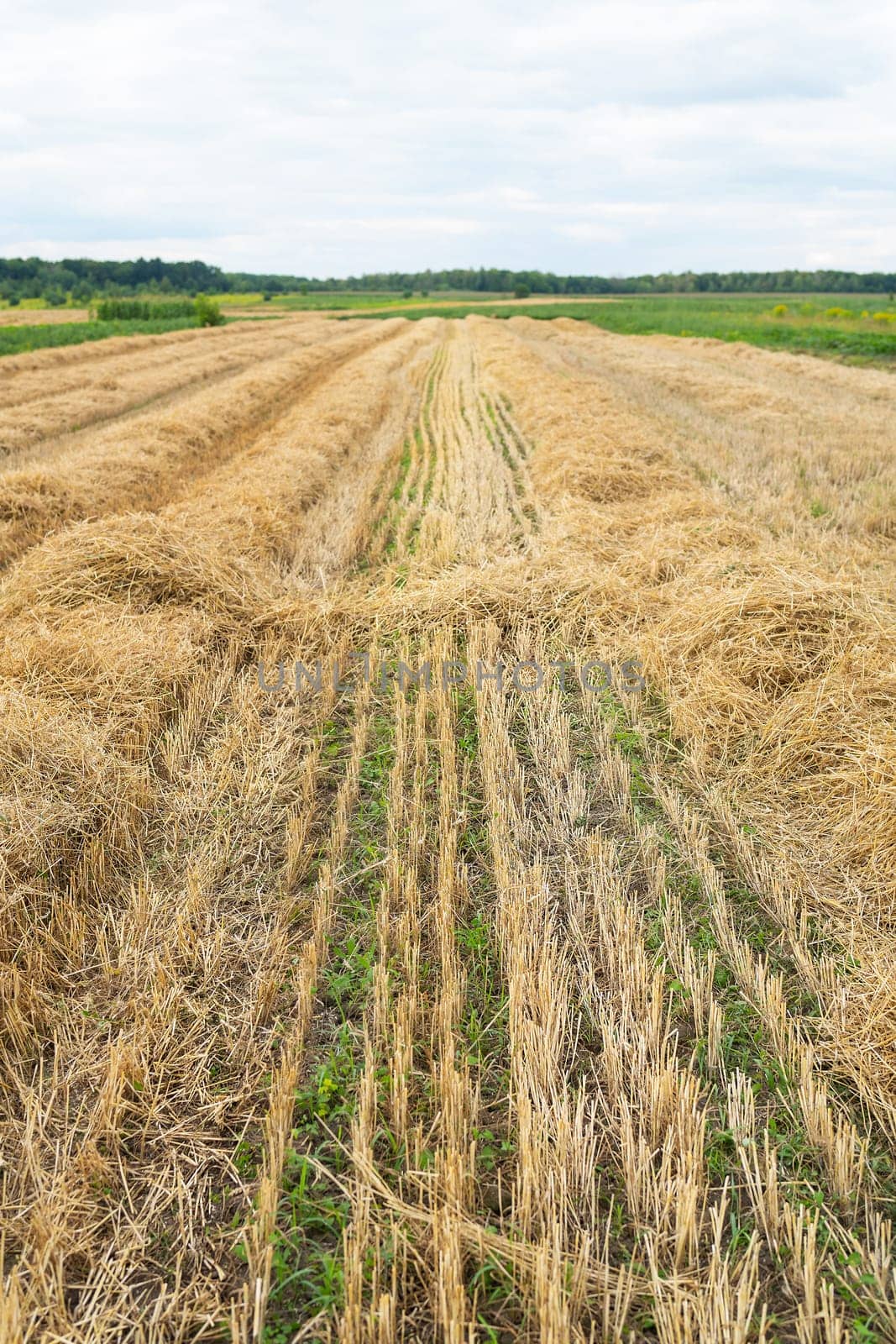 wheat field after harvest, mowed field, empty field with straw after harvest, seasonal farm work