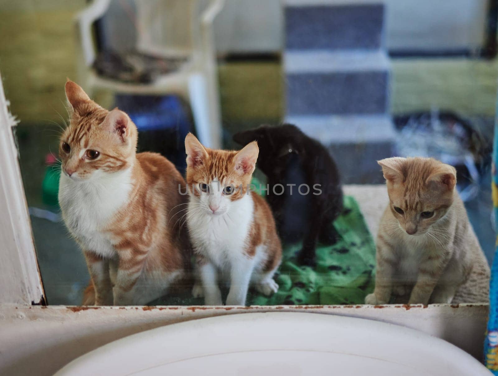 Cats, animal shelter and adoption pets at veterinary clinic, animal welfare and rescue center. Abandoned, homeless and lost group ginger kitten pet store animals waiting for love, hope and pet care by YuriArcurs