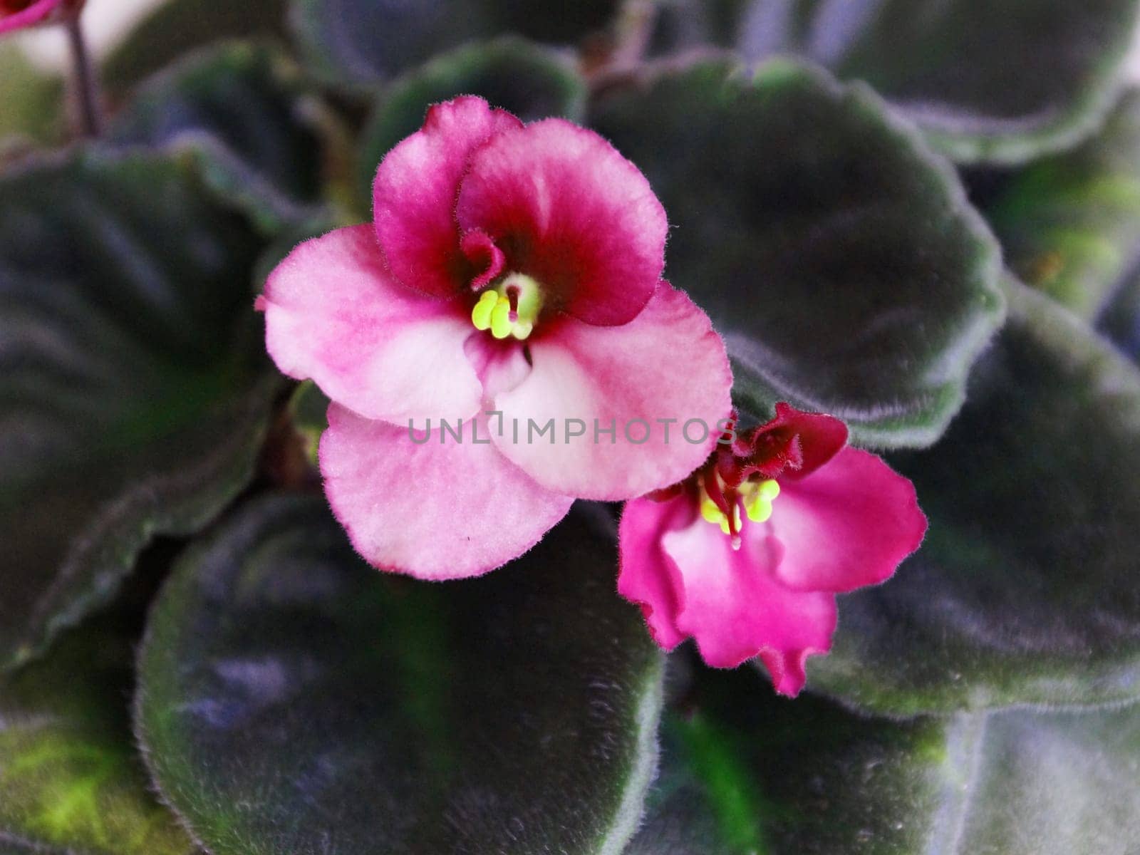 flowers of purple violet saintpaulia close-up in sunlight by Annado