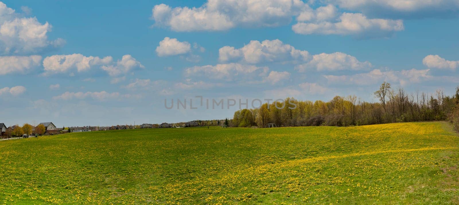 Yellow dandelions bloom on a green meadow under a blue sky with white clouds
