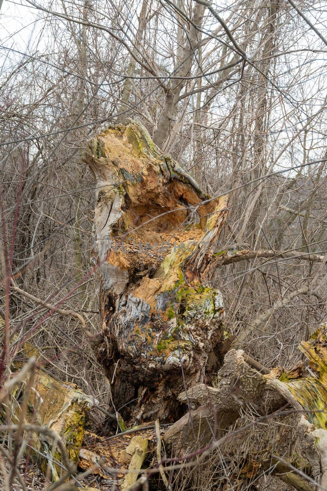 Decaying big tree in the forest by ben44