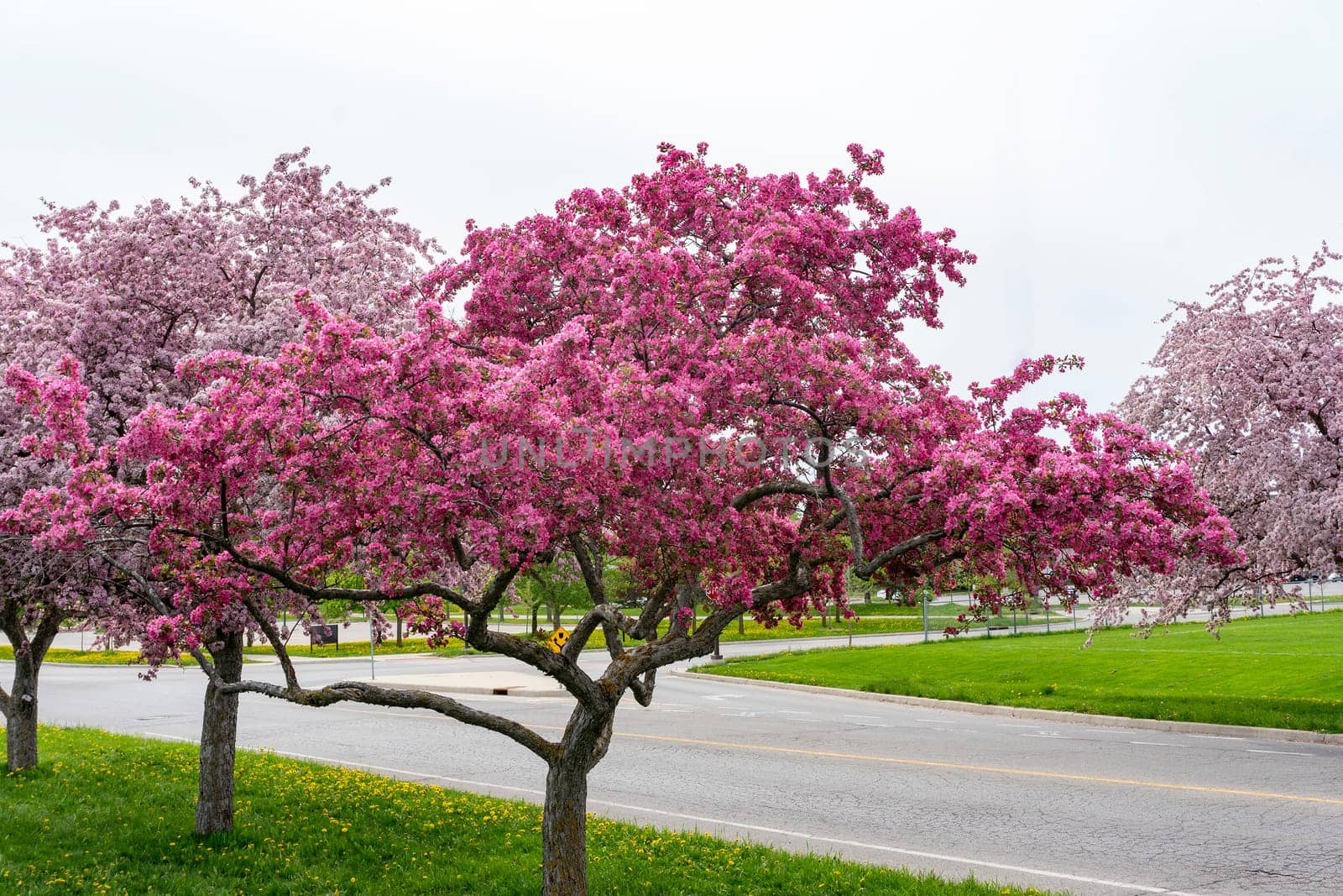 Lush cherry blossoms in Ontario by ben44