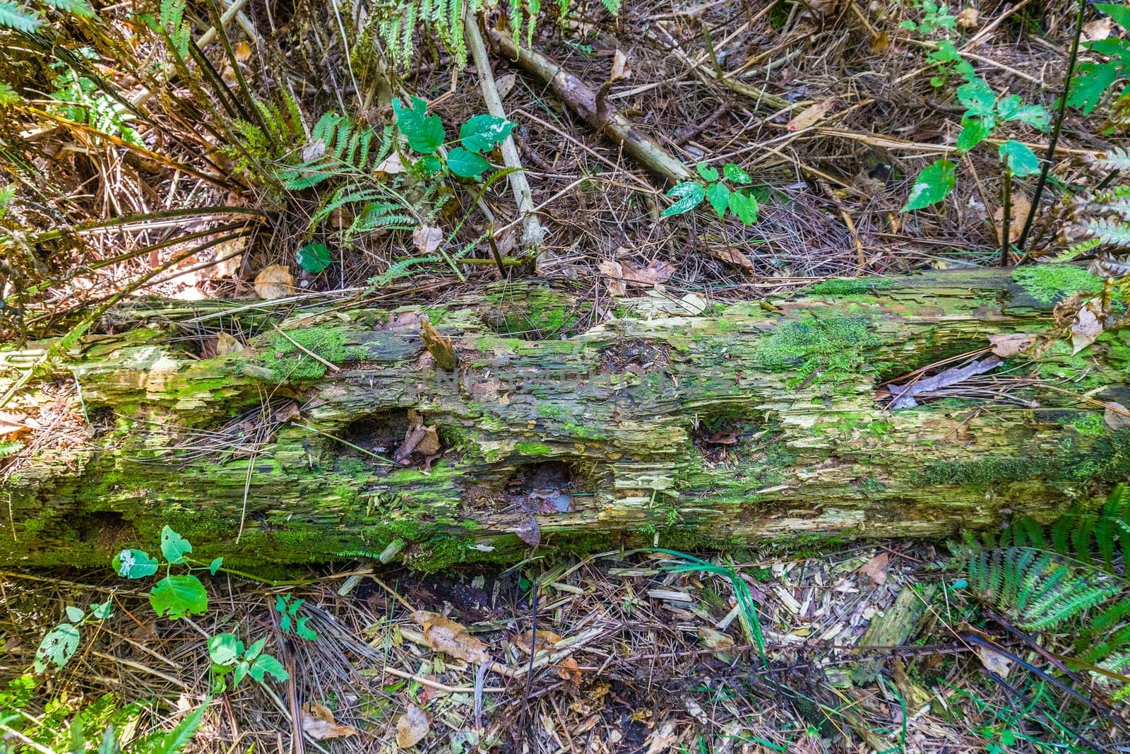 Decayed tree trunk eaten by beetles and eaten by bark beetles