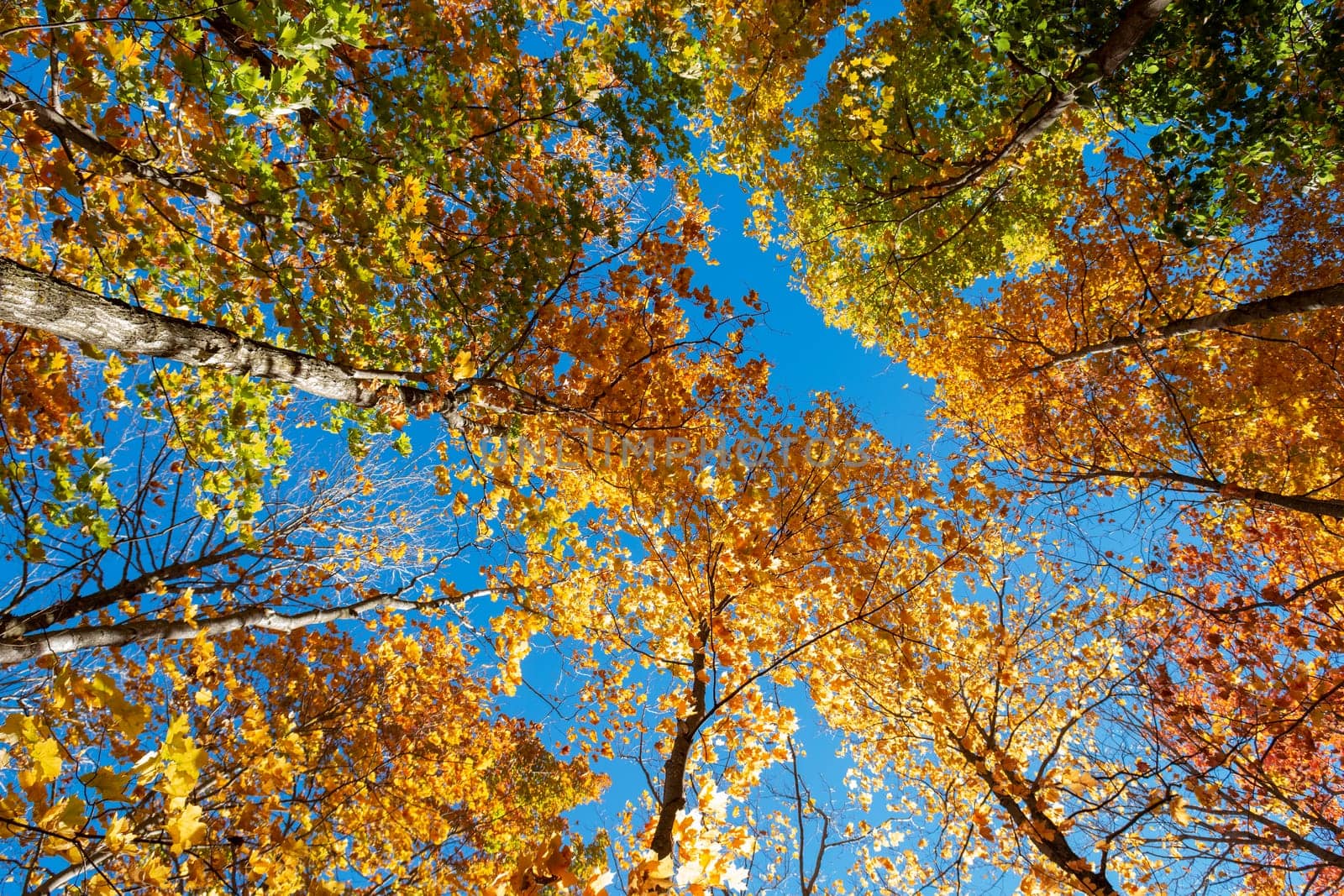 Against the background of the blue sky, the tops of tall autumn maples with colorful leaves