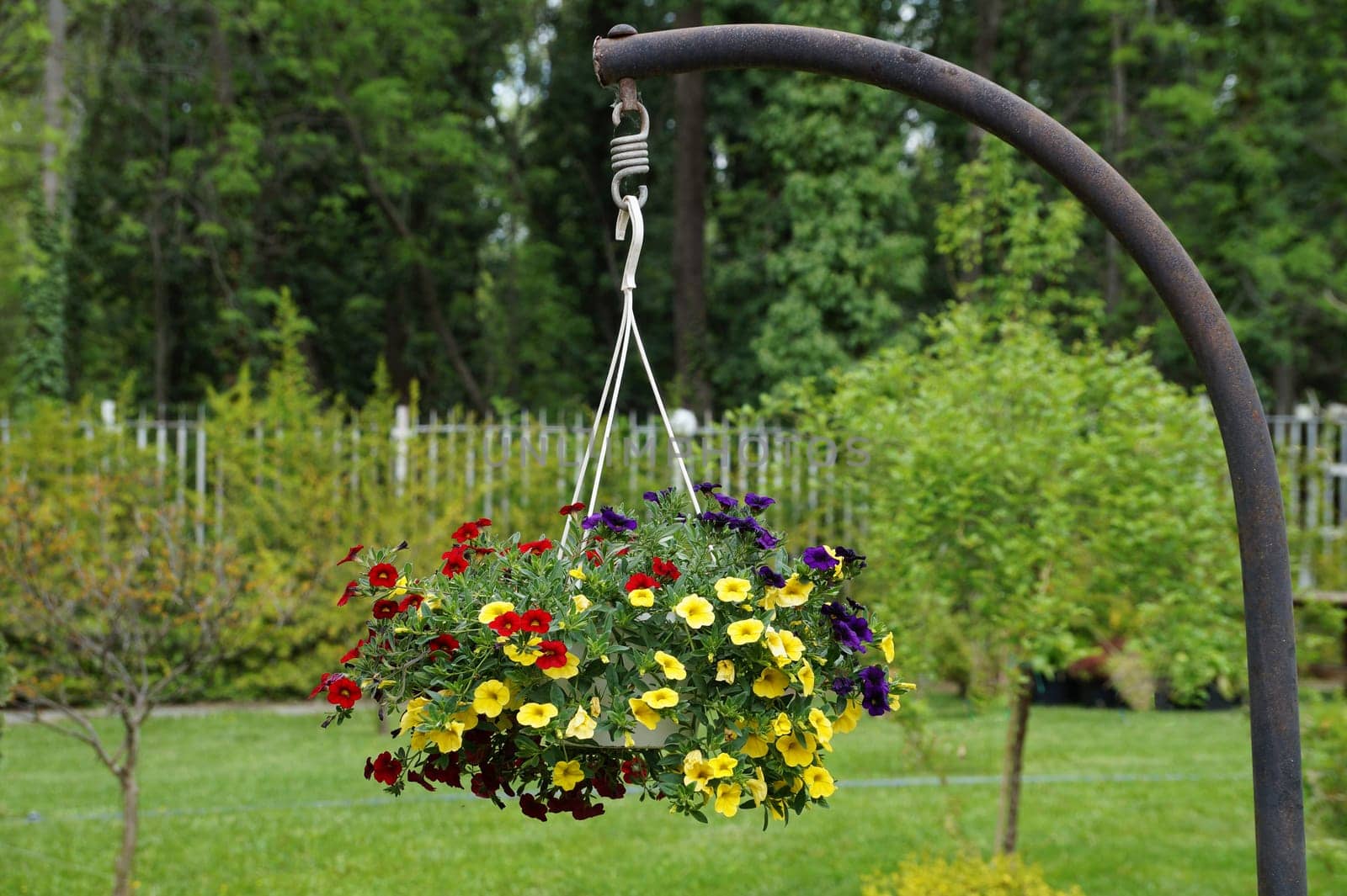 yellow and red blooming petunia in a hanging planter in landscape design by Annado