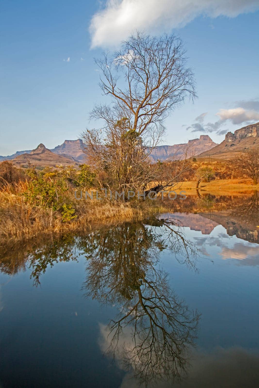 Early morning reflections of mountains and trees in a calm Drakensberg lake in Royal Natal National Park. KwaZulu-Natal. South Africa